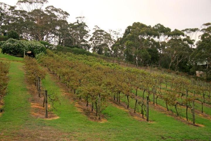 Georges Boutique B&B And Culinary Retreat Arthurs Seat Екстер'єр фото